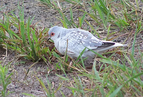Diamond Dove