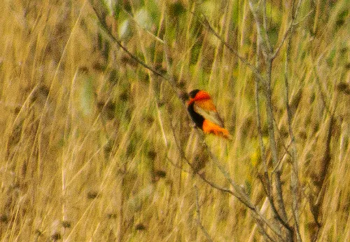 Northern Red Bishop