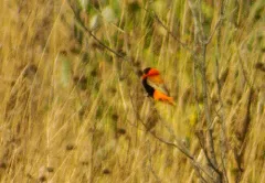 Northern Red Bishop thumbnail 1
