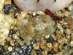 Dynamenella sheareri thumbnail 3