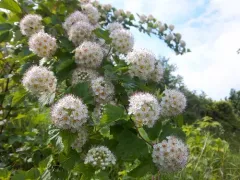 common ninebark thumbnail 5