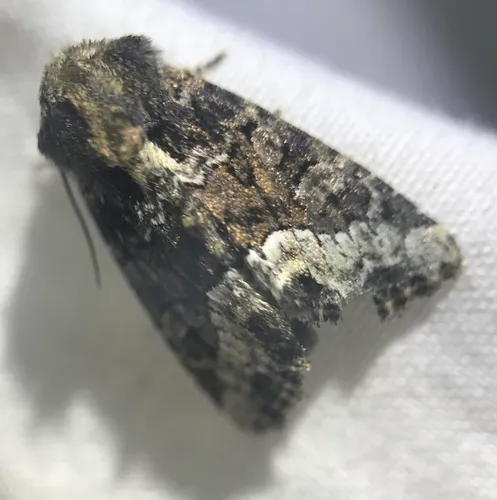 Marbled Minor
