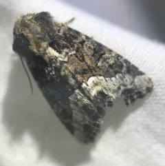 Marbled Minor thumbnail 1
