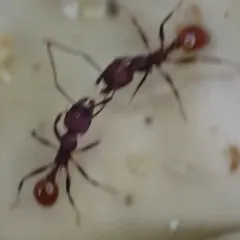 Tennessee Collared Ant thumbnail 4