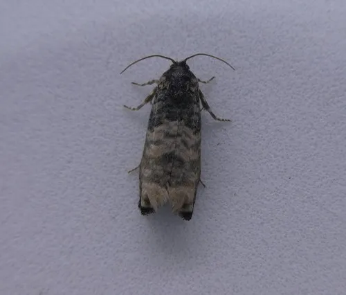 Blue-washed Goldenrod Borer