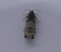 Blue-washed Goldenrod Borer thumbnail 1