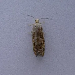Northern Pitch Twig Moth thumbnail 2