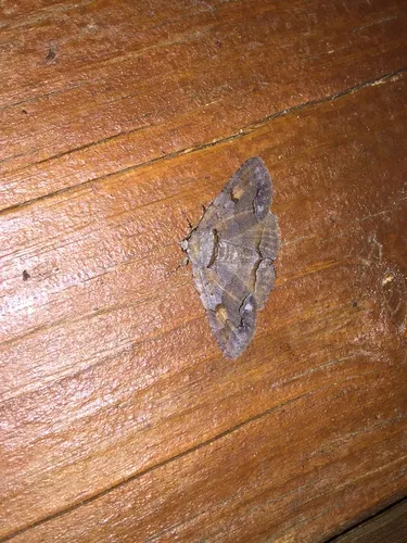 Washed-out Zale Moth