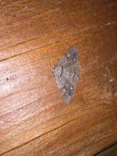 Washed-out Zale Moth thumbnail 1