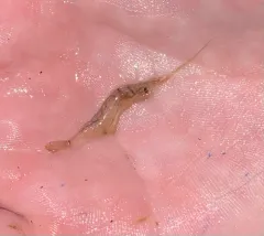 Mississippi Grass Shrimp thumbnail 4