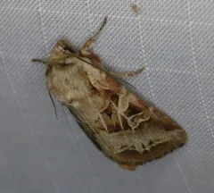 Wrinkled Trichordestra thumbnail 4