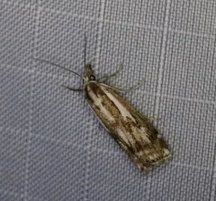 Crambus alienellus thumbnail 3