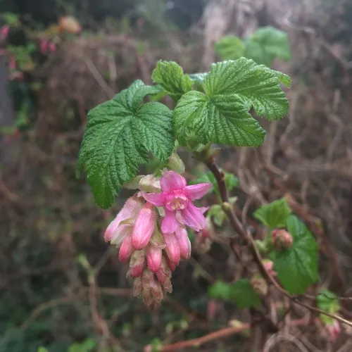 Red-flowering Currant