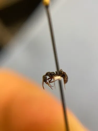 Asian Needle Ant