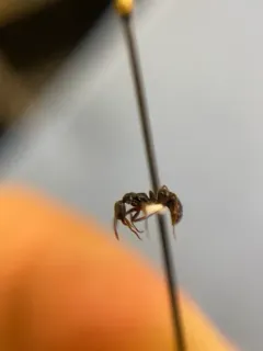 Asian Needle Ant thumbnail 1