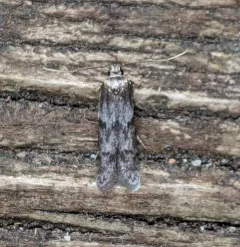Asaphocrita aphidiella thumbnail 2
