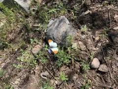 Sara Orangetip thumbnail 3