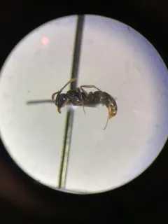 Asian Needle Ant thumbnail 2