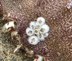 Bay Barnacle thumbnail 3