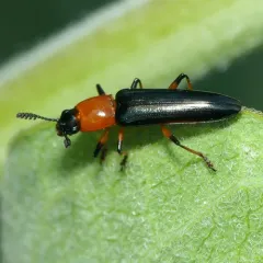 Languria angustata thumbnail 3
