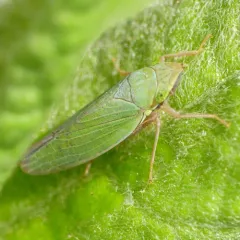 Draeculacephala antica thumbnail 3