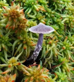 pine pelargonium webcap thumbnail 4