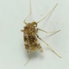 Psectrotanypus dyari thumbnail 3