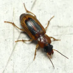 LeConte's Seedcorn Beetle thumbnail 2