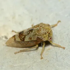 Cyrtolobus pictus thumbnail 4