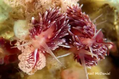 Pomegranate Aeolid thumbnail 1