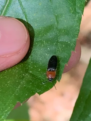 red-collared click beetle