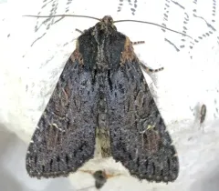 Dusky Apamea Moth thumbnail 1