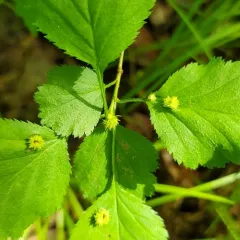 Dasineura crataegibedeguar thumbnail 2