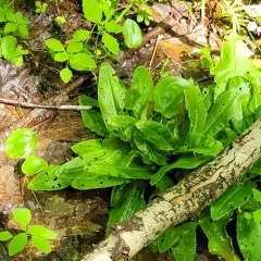 Swamp Saxifrage thumbnail 3