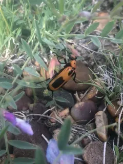 Yellow-crescent Blister Beetle thumbnail 3