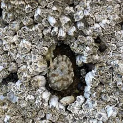 Fingered Limpet thumbnail 3