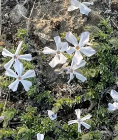 Whitemargin Phlox thumbnail 3