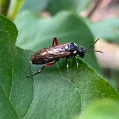 Privet Sawfly thumbnail 4