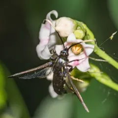 Synanthedon proxima thumbnail 3