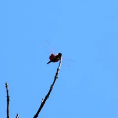 Carolina Saddlebags thumbnail 4