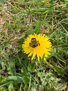 Heath Bumble Bee thumbnail 4