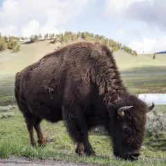 American Bison thumbnail 3