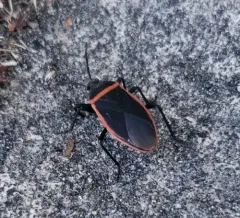 Largus cinctus thumbnail 3
