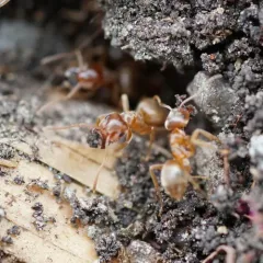 Pale-legged Fuzzy Ant thumbnail 2