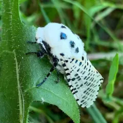 Wood Leopard Moth thumbnail 3