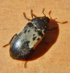 Dermestes reductus thumbnail 2