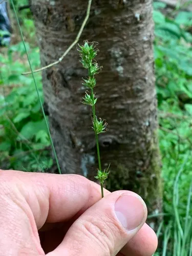 Grassland Sedge