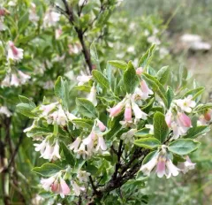 Roundleaf Snowberry thumbnail 1