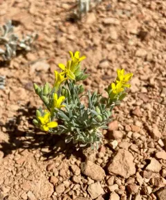 Spatulate Bladderpod thumbnail 4