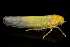 Forcipata loca thumbnail 2